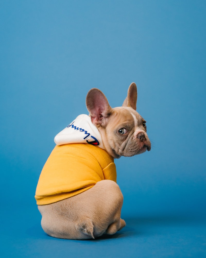 French bulldog portrait