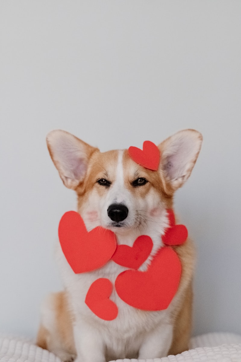 Corgi dog portrait