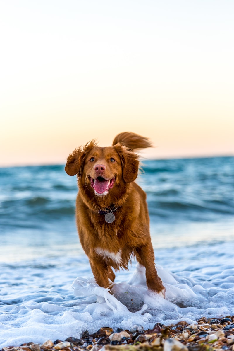 Brown dog running on the beach