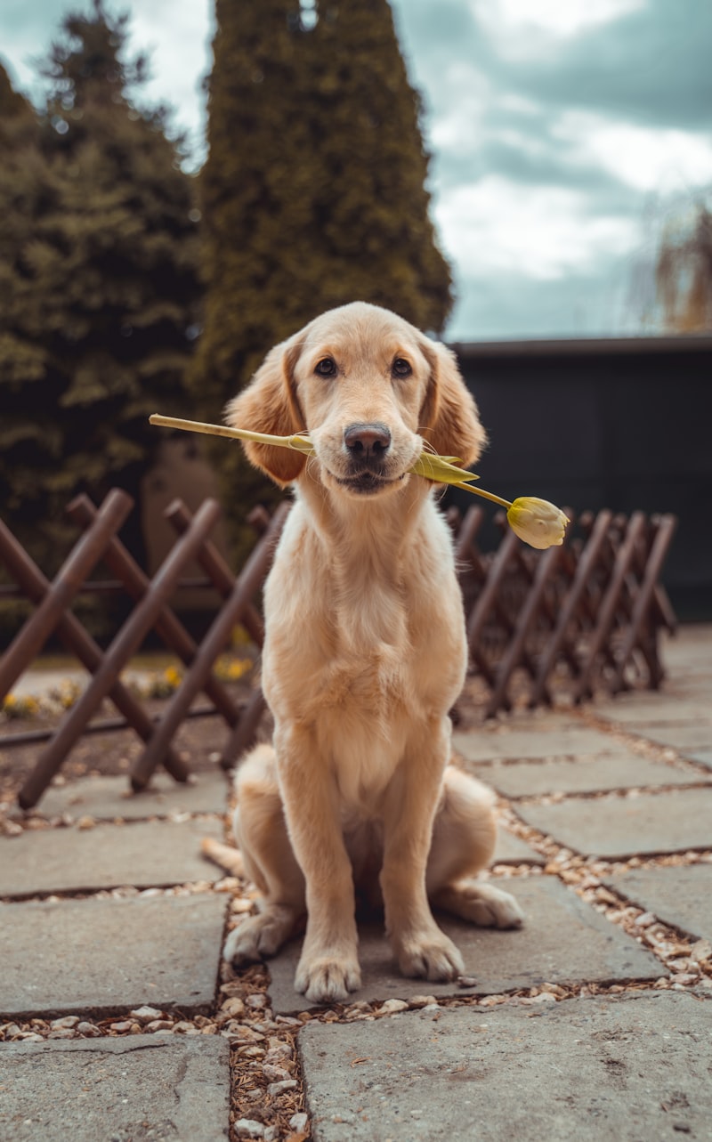 Golden retriever puppy holding a flower