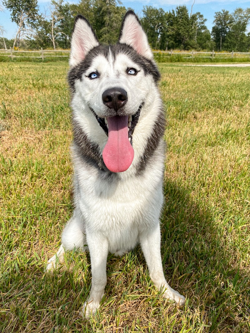 Husky with tongue out in a sunny yard