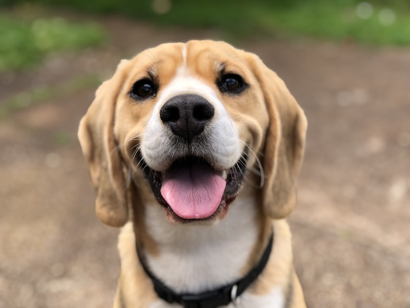 Black lab smiling outdoors