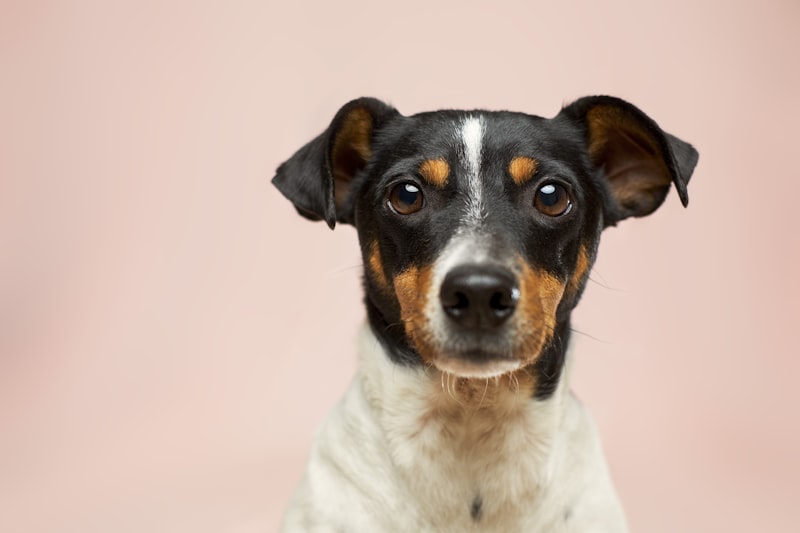 Dog portrait close-up