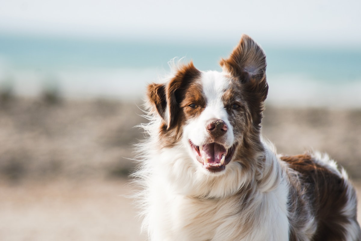 Happy border collie smiling on the beach