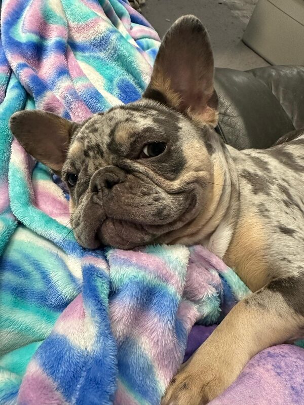 A guest dog at Bed-N-Biscuit
