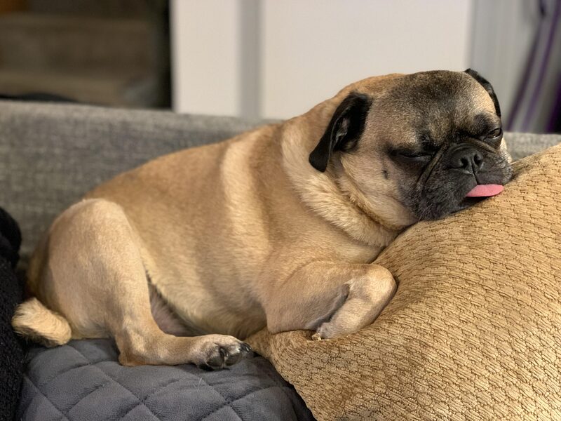 A guest dog at Bed-N-Biscuit