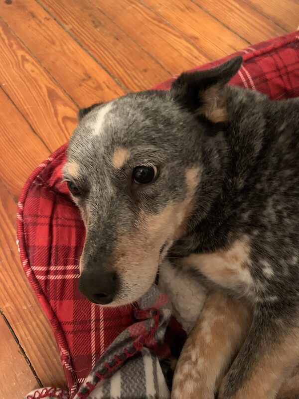 A guest dog at Bed-N-Biscuit