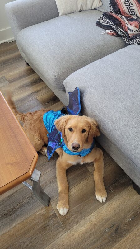 A guest dog at Bed-N-Biscuit