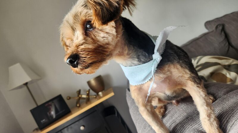 A guest dog at Bed-N-Biscuit