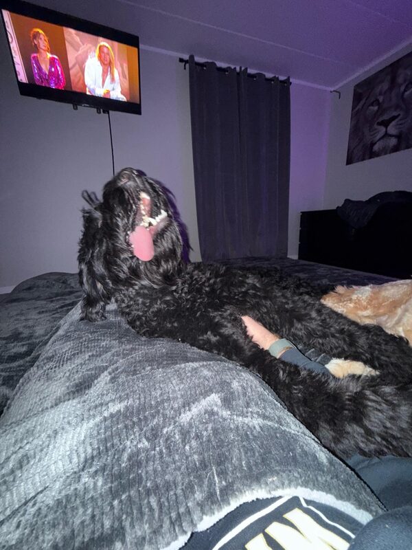 A guest dog at Bed-N-Biscuit