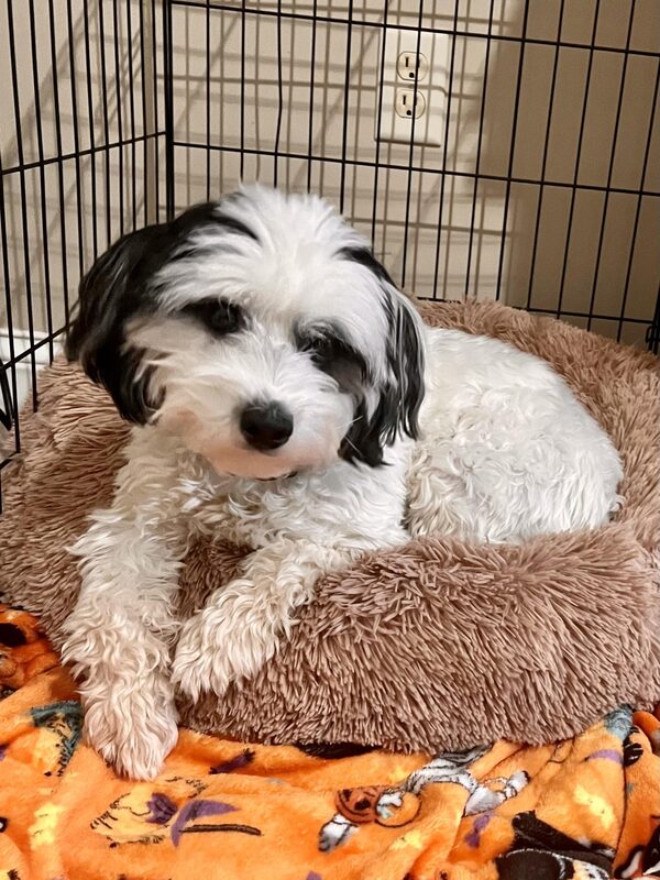 A guest dog at Bed-N-Biscuit