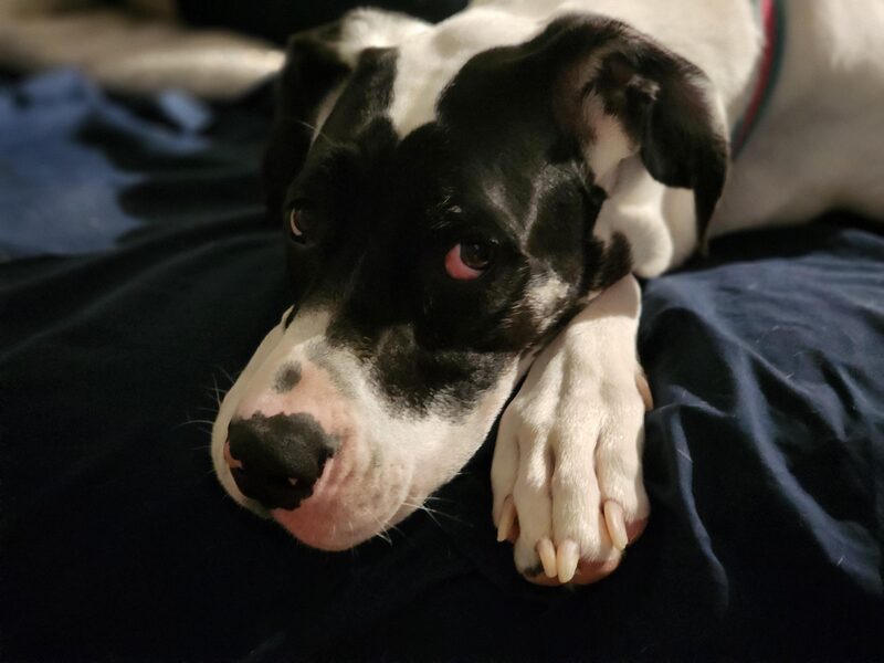 A guest dog at Bed-N-Biscuit