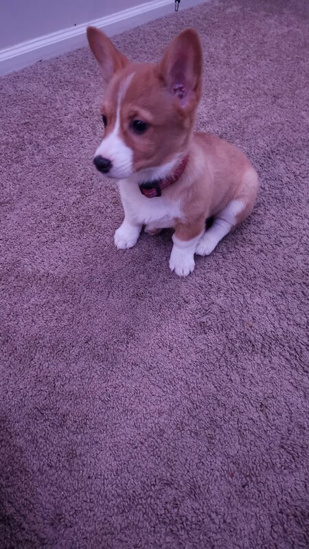 Bella, a guest at Bed-N-Biscuit