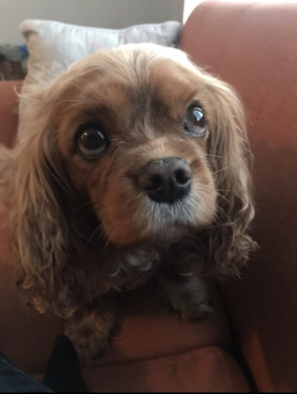 A guest dog at Bed-N-Biscuit