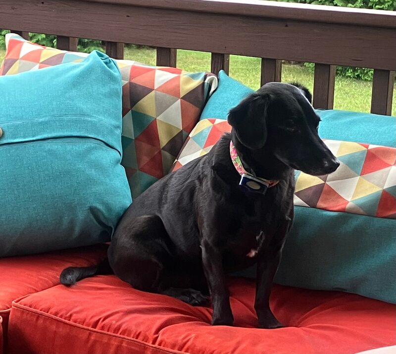 A guest dog at Bed-N-Biscuit