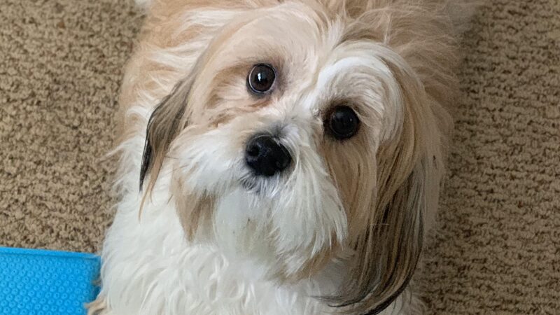 A guest dog at Bed-N-Biscuit