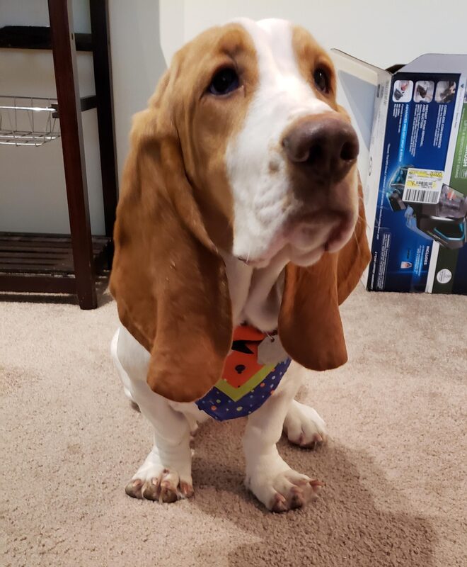 A guest dog at Bed-N-Biscuit