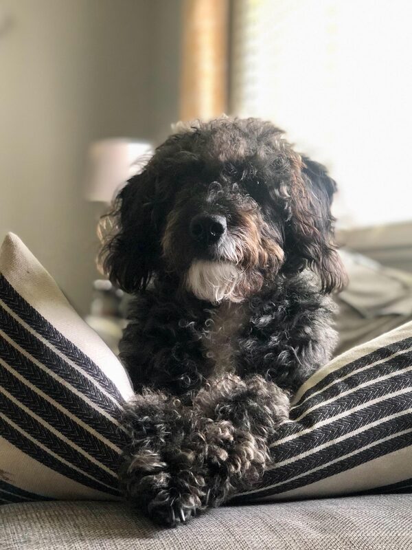 A guest dog at Bed-N-Biscuit