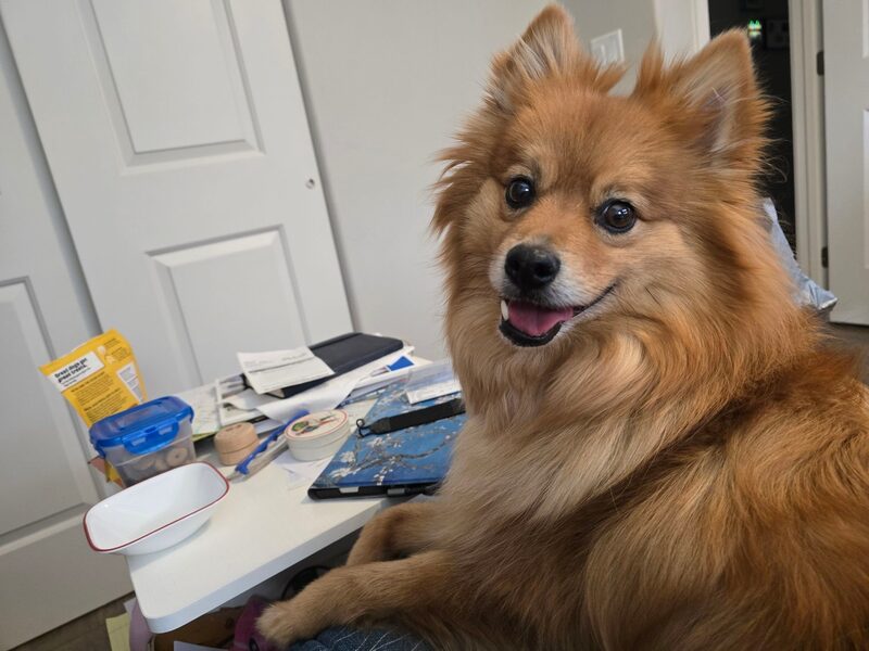 A guest dog at Bed-N-Biscuit