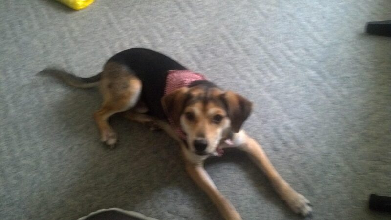 A guest dog at Bed-N-Biscuit