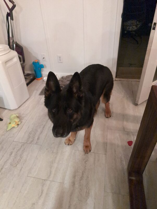 A guest dog at Bed-N-Biscuit