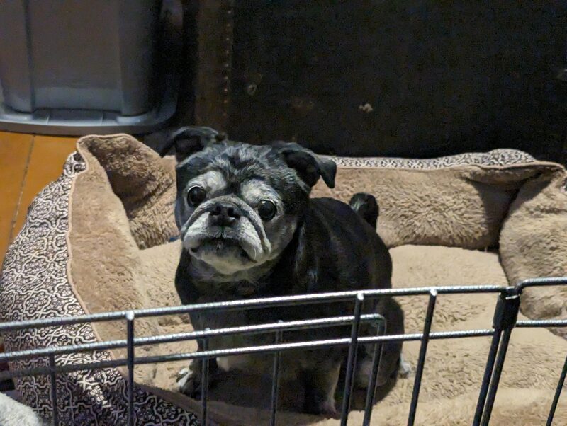 A guest dog at Bed-N-Biscuit
