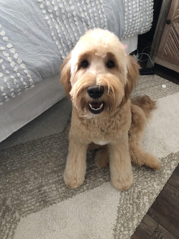 A guest dog at Bed-N-Biscuit