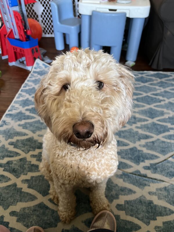 A guest dog at Bed-N-Biscuit