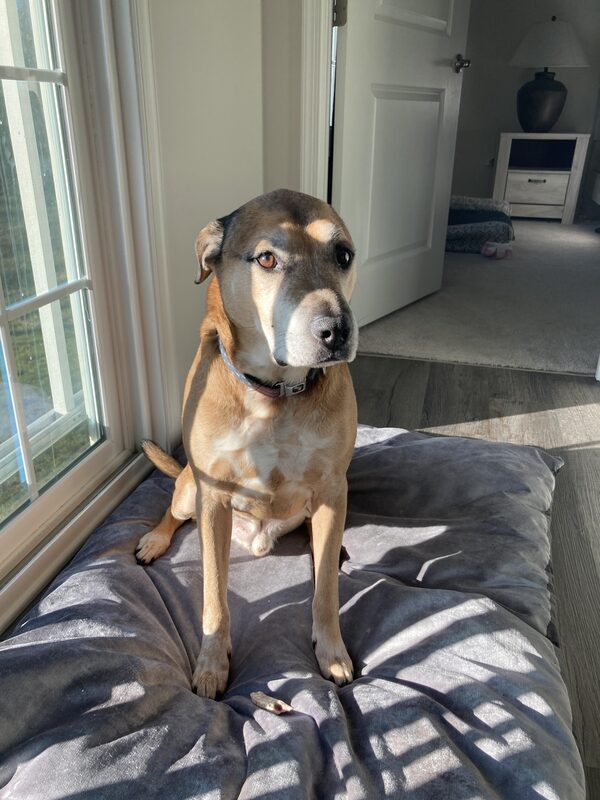 A guest dog at Bed-N-Biscuit
