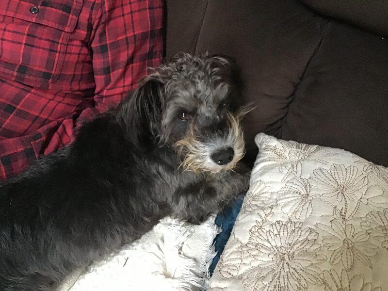 A guest dog at Bed-N-Biscuit